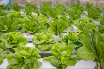 Organic hydroponic vegetable