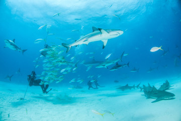 Fototapeta premium Caribbean reef shark at the Bahamas