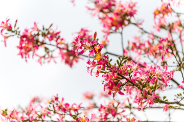 Flowers of The silk floss tree (Ceiba speciosa, formerly Chorisia speciosa), is a species of deciduous tree native to the tropical and subtropical forests of South America.