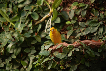 yellow bird on a branch