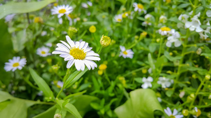 White nature flowers