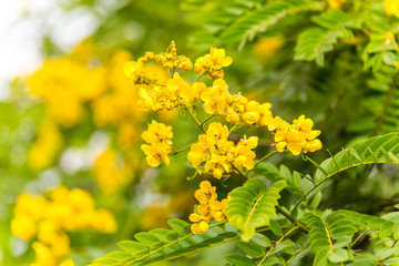 Yellow flower of Cassia (Cassia surattensis Burm.) is a genus of flowering plants in the legume family, Fabaceae, and the subfamily Caesalpinioideae.