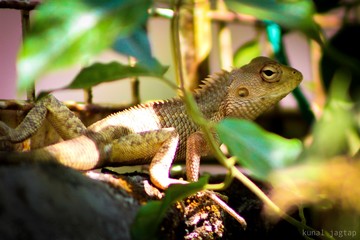 lizard on a branch