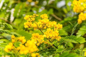 Yellow flower of Cassia (Cassia surattensis Burm.) is a genus of flowering plants in the legume family, Fabaceae, and the subfamily Caesalpinioideae.