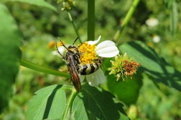 Tropical wasp on a spanish needles flowers in Florida nature, closeup