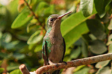 hummingbird on a branch