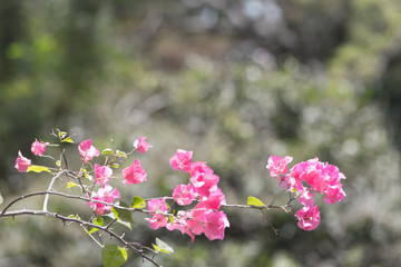 Bougainvillea flowers with blue sky