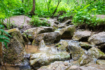 among the stones covered with moss and sticks covered with forest mud runs a stream