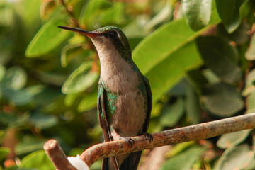 hummingbird on a branch