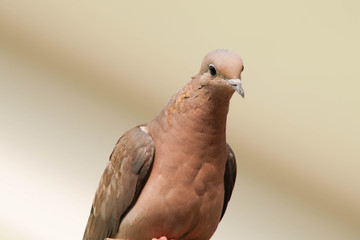 pigeon isolated on white background