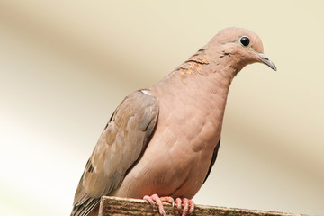 pigeon isolated on white background