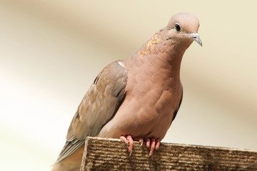 pigeon isolated on white background