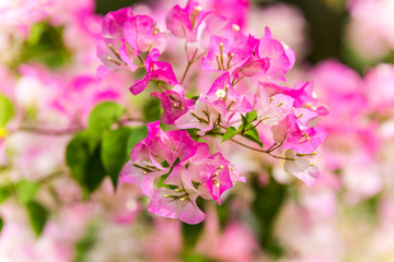 Pink flower of bougainvillea spectabilis (Bougainvillea spectabilis Willd.), or great bougainvillea, native to Brazil, Bolivia, Peru, and Argentina's Chubut Province. A city flower of Shenzhen, China