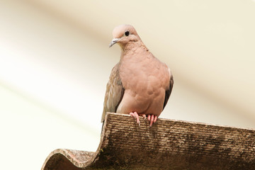pigeon isolated on white background