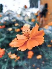 Mexican Aster, Garden Cosmos or Dok Dao Krachai it colorful with blur background