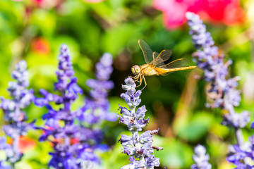 A brown dragonfly perching on the top of blue sage salvia flowers in the park in Shenzhen, China.