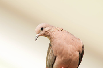 pigeon isolated on white background