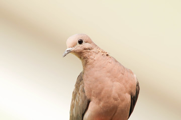 pigeon isolated on white background