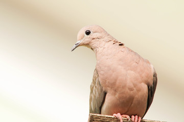 pigeon isolated on white background