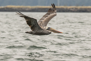 Brown Pelican in Coos Bay