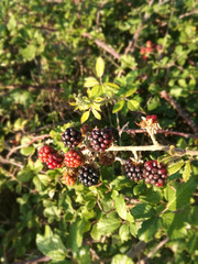 Natural contrast of colors of wild red and black fruits among the green of the leaves of the bush. Blackberries growing under the sun of the Spain.  Extraordinary natural antioxidant.