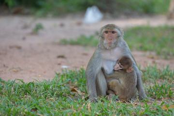 Naklejka premium Mother monkey and baby monkey rest