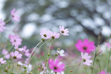 Fototapeta na wymiar Beautiful soft selective focus pink and white cosmos flowers field with copy space