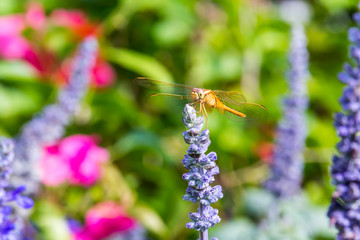 A brown dragonfly perching on the top of blue sage salvia flowers in the park in Shenzhen, China.