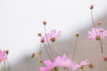 Beautiful soft selective focus pink and white cosmos flowers field with copy space