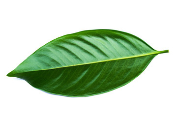 Obraz premium Green leaves isolated on a white background,Chamuang (Thai name) from the leaves of the name 