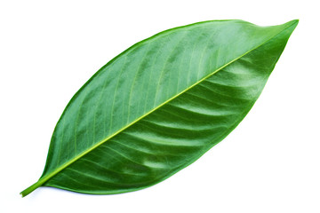Obraz premium Green leaves isolated on a white background,Chamuang (Thai name) from the leaves of the name 