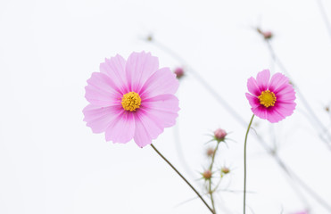 Beautiful soft selective focus pink and white cosmos flowers field with copy space