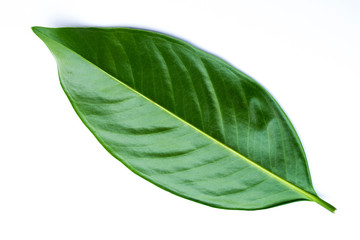 Green leaves isolated on a white background,Chamuang (Thai name) from the leaves of the name...