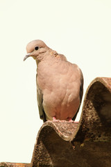 pigeon isolated on white background