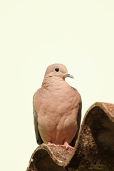 pigeon isolated on white background