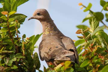 pigeon on the grass