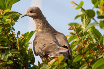 pigeon on the grass