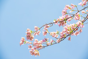 Bougainvillea flowers with blue sky