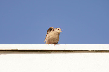 pigeon isolated on blue sky background
