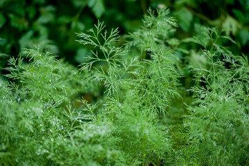 Fresh dill (Anethum graveolens) growing on the vegetable bed. Annual herb, family Apiaceae.  Growing fresh herbs. Green plants in the garden, ecological agriculture for producing healthy food concept