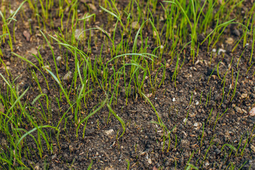 Fresh green spring grass with dew drops closeup with sun on natural defocused light nature bokeh background