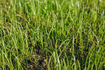 Fresh green spring grass with dew drops closeup with sun on natural defocused light nature bokeh background