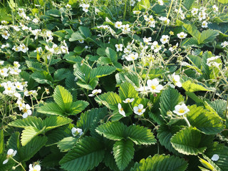 Green background with leaves and white flowers of wild strawberry in grass in meadow