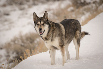 Max the Alaskan Shepherd