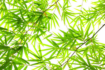 Green bamboo leaf isolated on white background..