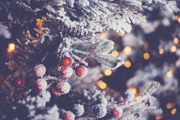 Snow frosted Christmas tree and red holly berries with festive defocused bokeh, holidays background