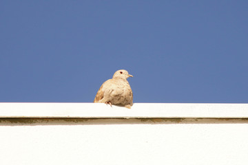 pigeon isolated on white background