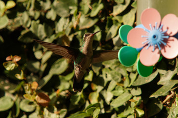 hummingbird on a branch