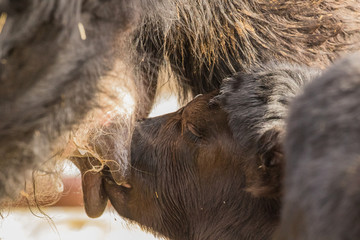 Black Angus Calf Having Breakfast