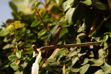 hummingbird on a branch